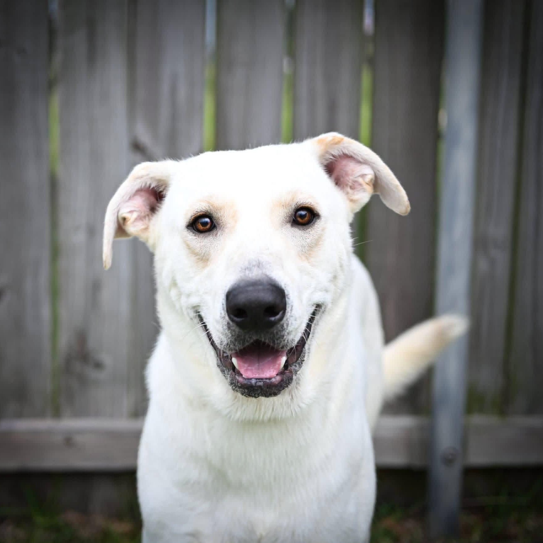 Enlarge Boudreau, a ADOPTABLE mixed breed in Jay, NY image 3/6