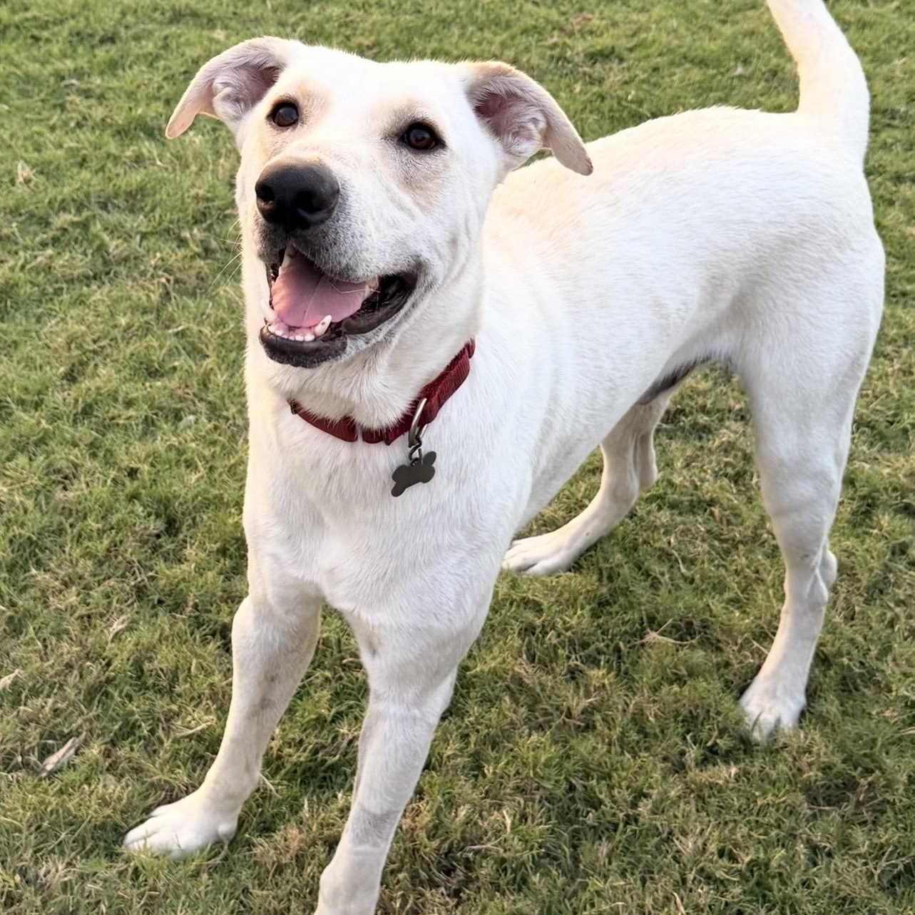 Enlarge Boudreau, a ADOPTABLE mixed breed in Jay, NY image 4/6