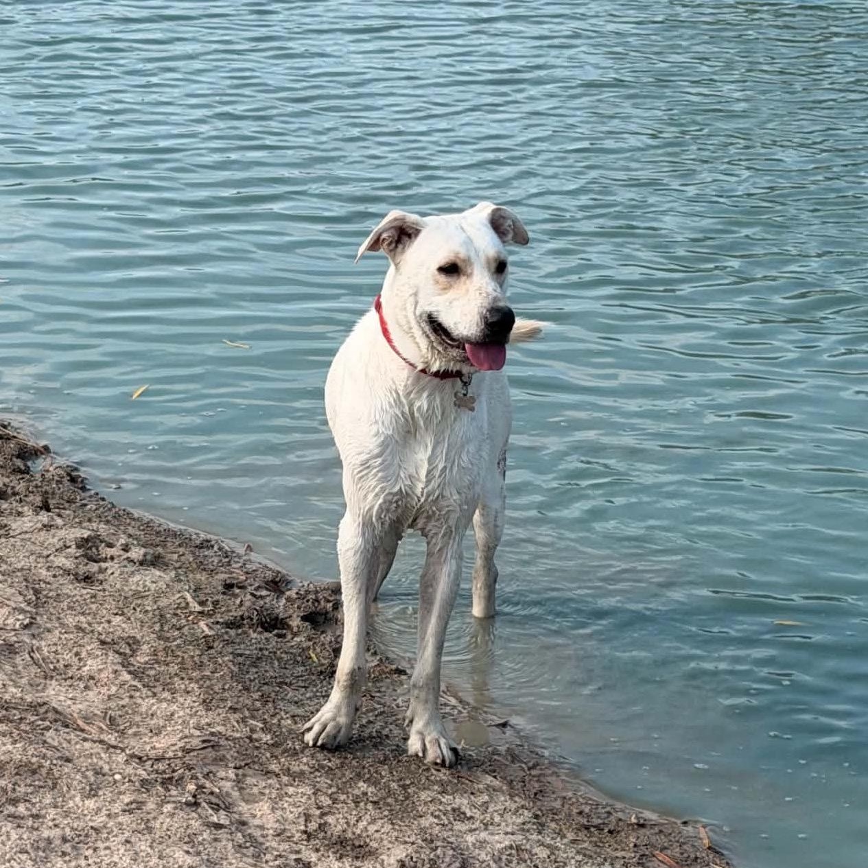 Enlarge Boudreau, a ADOPTABLE mixed breed in Jay, NY image 5/6