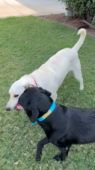 Enlarge Boudreau, a ADOPTABLE mixed breed in Jay, NY video 2/6