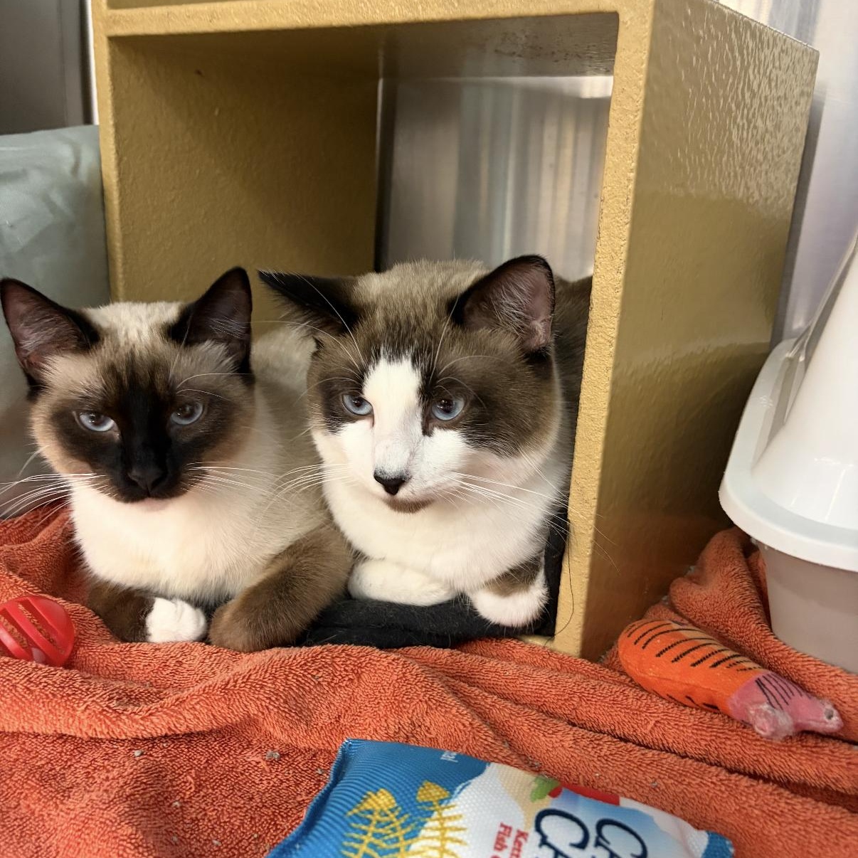 Enlarge Kenai & Kita, a ADOPTABLE mixed breed in Omaha, NE image 1/5
