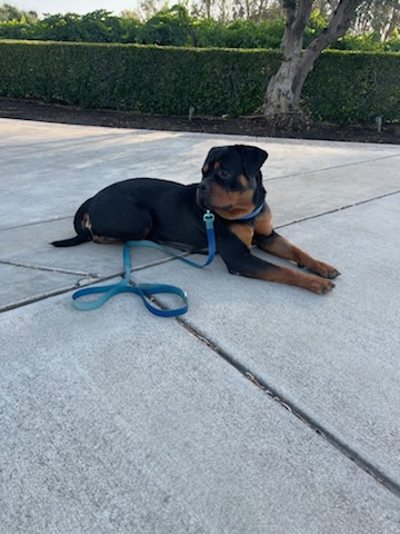 Christy (christmas), a Adoptable Rottweiler in San Jose, CA image 1/3