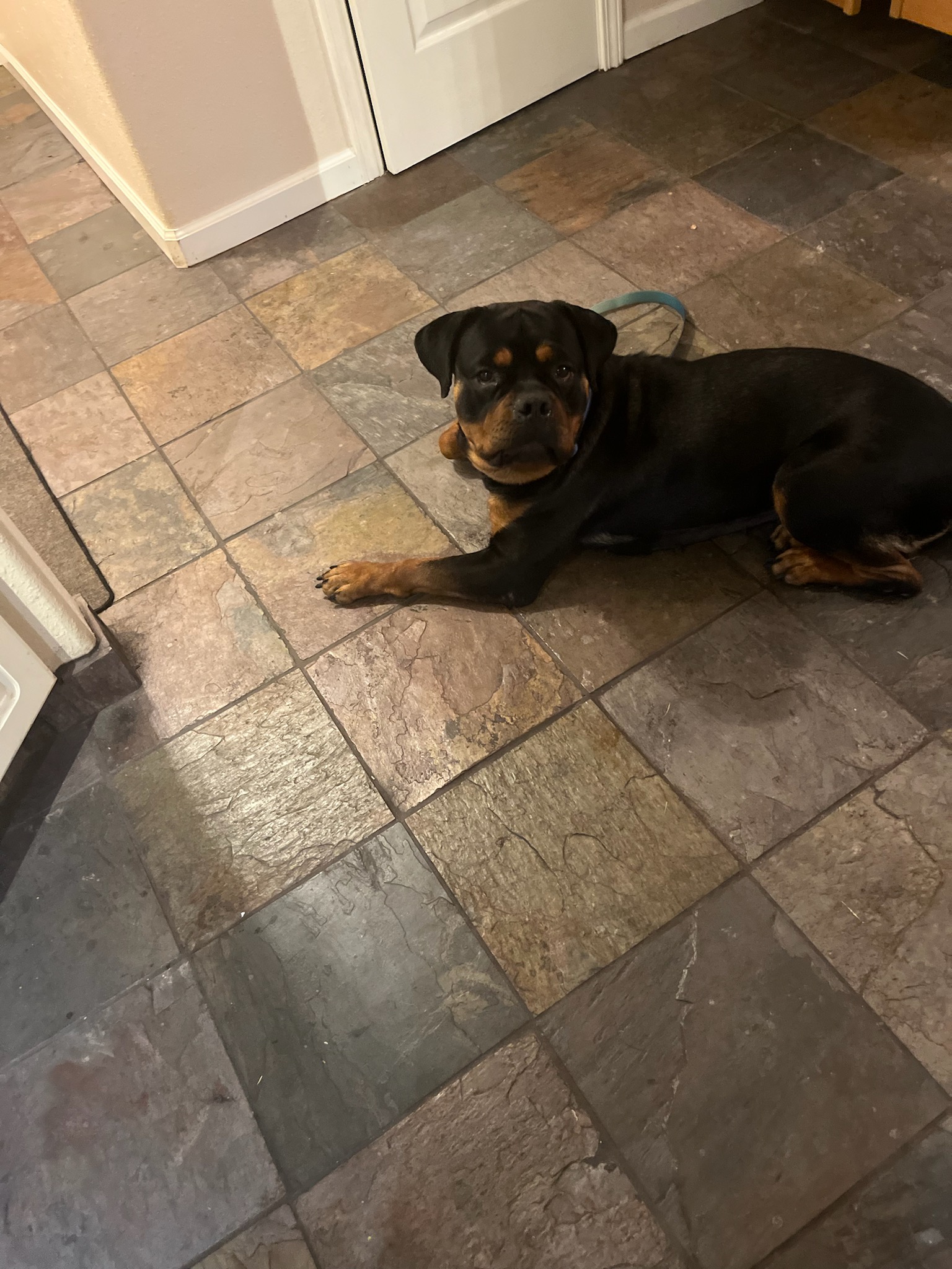 Christy (christmas), a Adoptable Rottweiler in San Jose, CA image 2/3