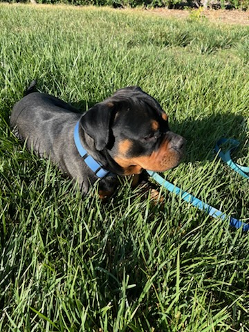 Christy (christmas), Young Female Rottweiler