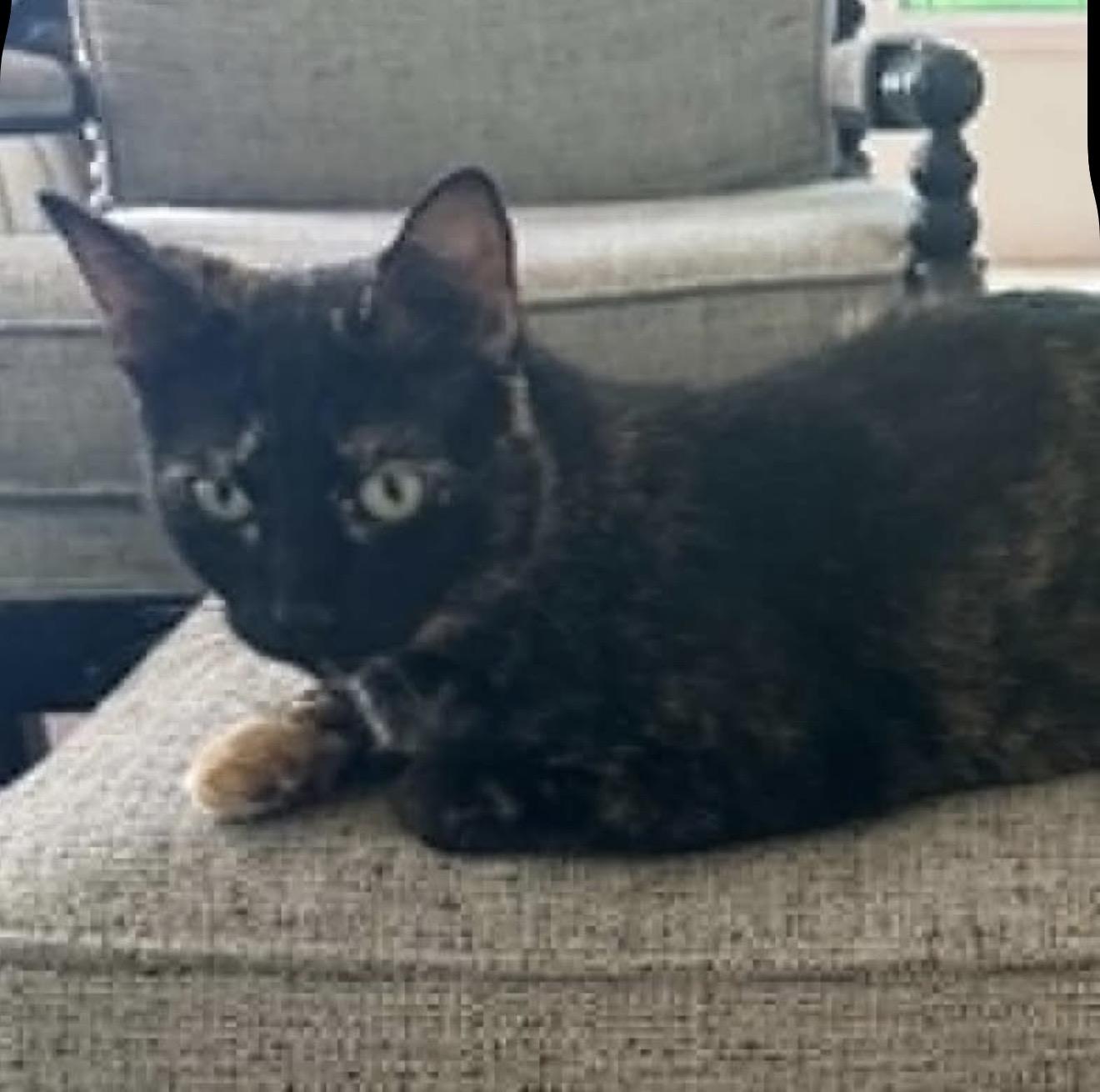 Enlarge Sugar, a ADOPTABLE mixed breed in Santa Rosa, CA image 1/1