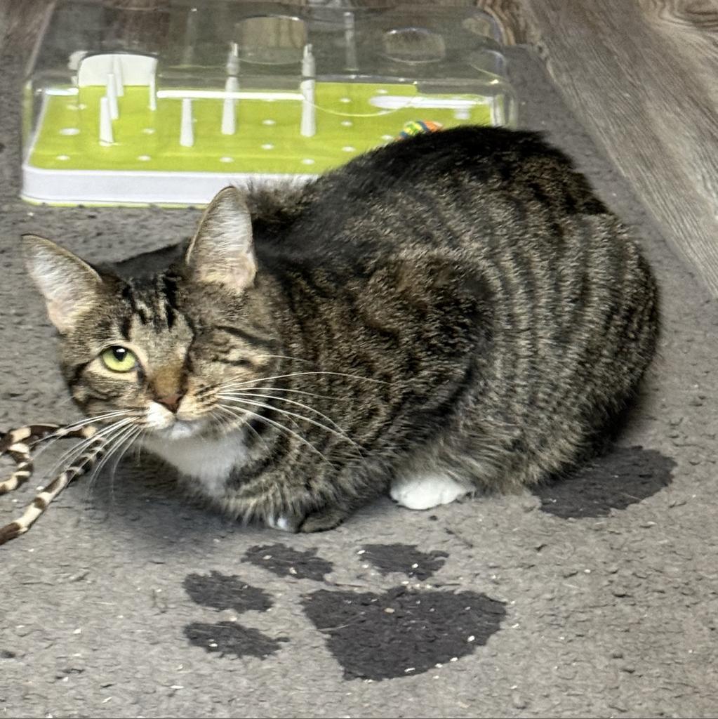 Tori, Adoptable, Adult Female Domestic Short Hair.