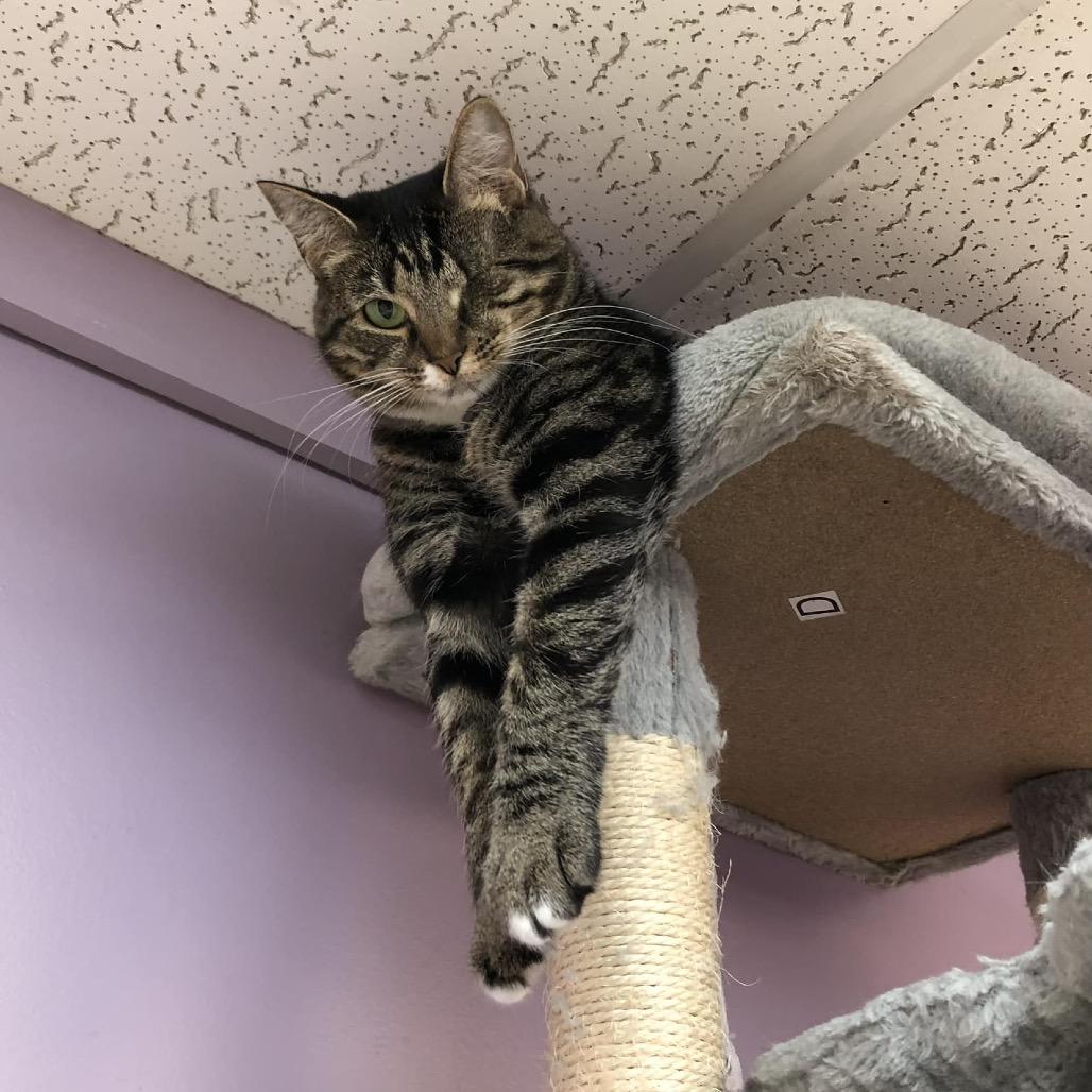 Enlarge Tori, a Adoptable Domestic Short Hair in Cumming, GA image 2/6