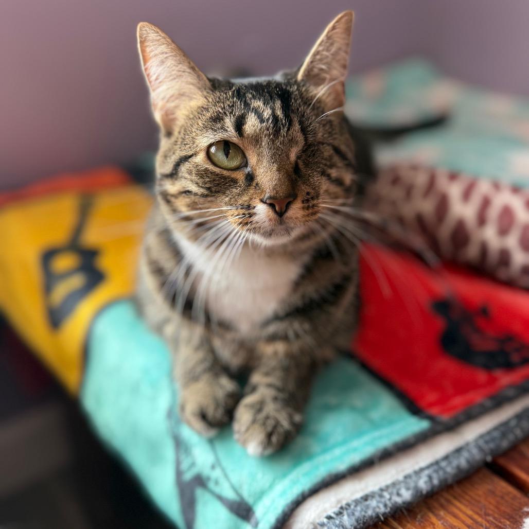 Enlarge Tori, a Adoptable Domestic Short Hair in Cumming, GA image 3/6