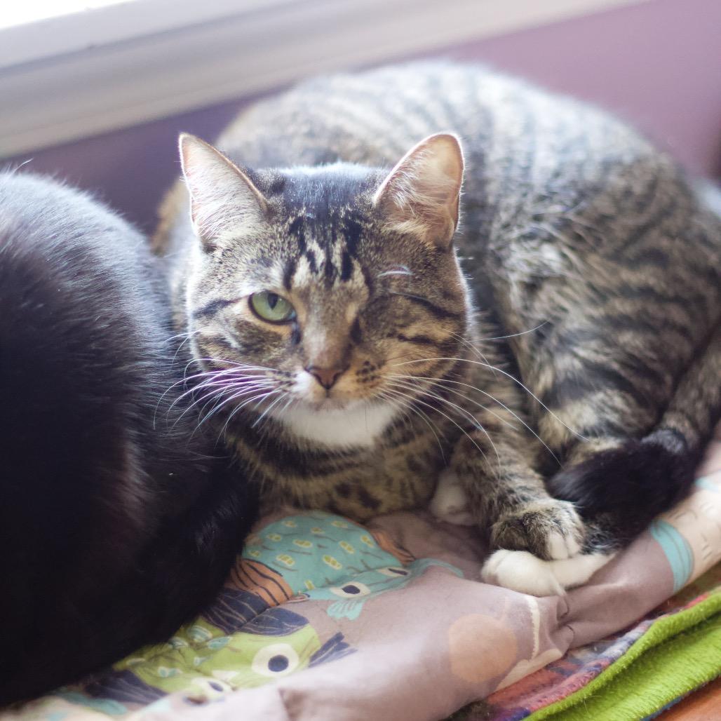 Enlarge Tori, a Adoptable Domestic Short Hair in Cumming, GA image 4/6