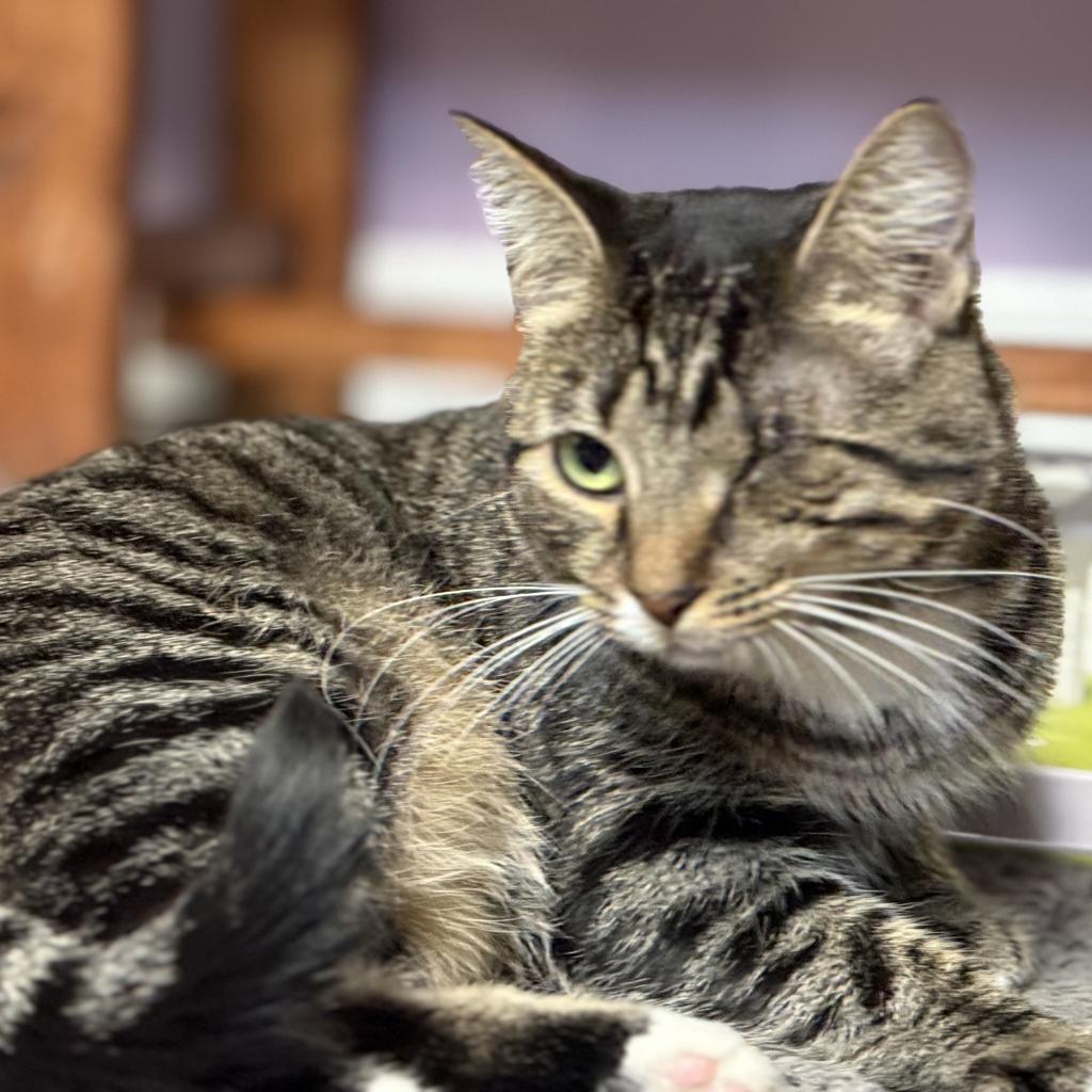 Enlarge Tori, a Adoptable Domestic Short Hair in Cumming, GA image 5/6