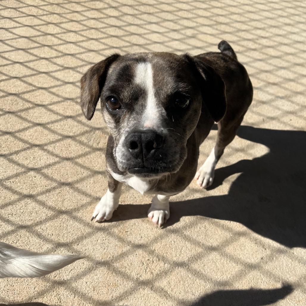 Butch, Adoptable, Adult Male Beagle & English Bulldog.