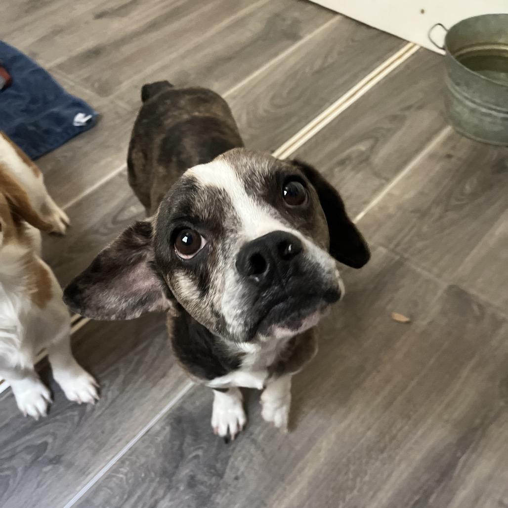 Butch, a Adoptable mixed breed in Smithfield, NC image 2/4