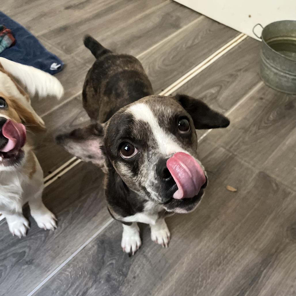 Butch, a Adoptable mixed breed in Smithfield, NC image 3/4