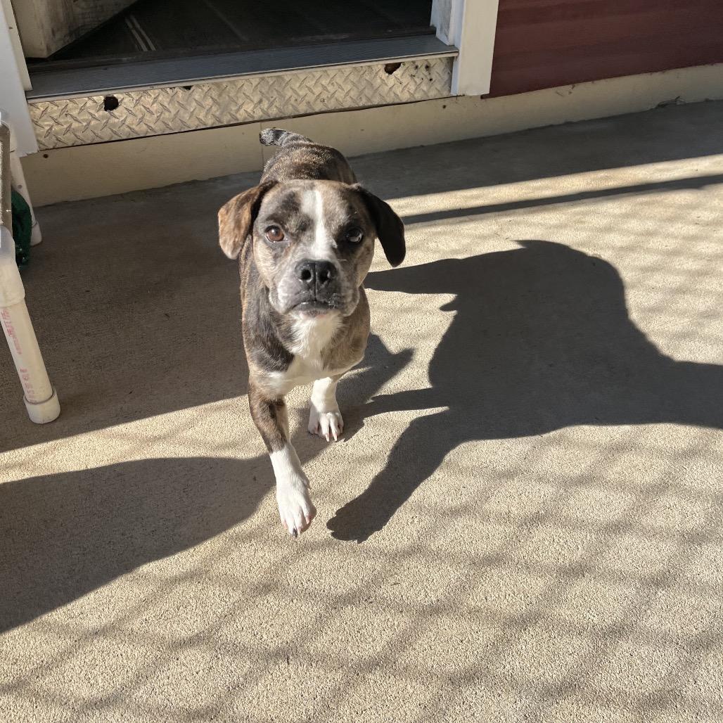 Butch, a Adoptable mixed breed in Smithfield, NC image 4/4