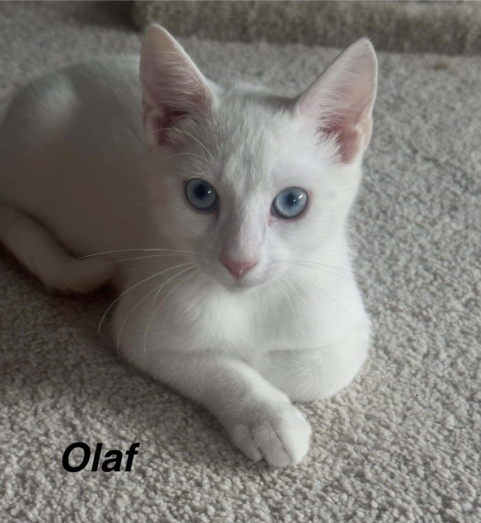 Olaf