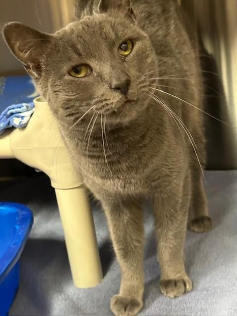 Enlarge Velvet, a ADOPTABLE Domestic Short Hair in Prudenville, MI image 1/1