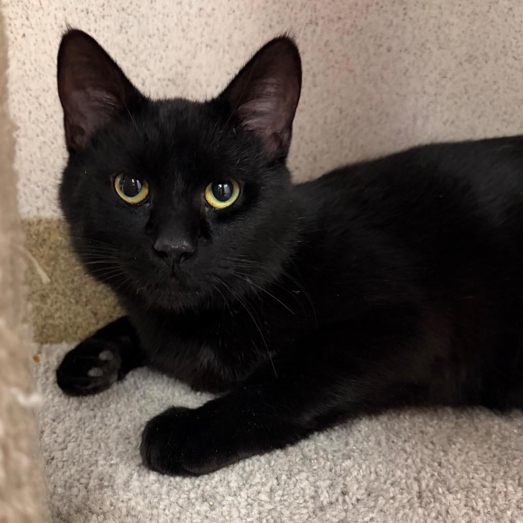 Enlarge Licorice, a Adoptable Domestic Short Hair in Naperville, IL image 1/6