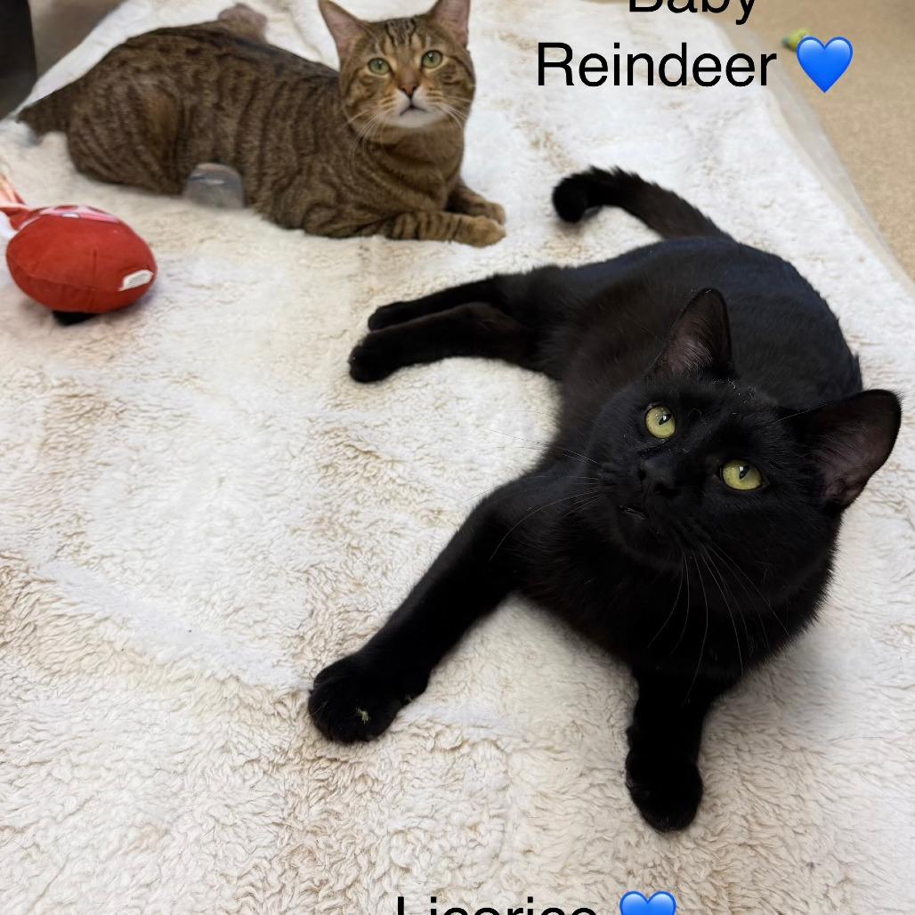 Enlarge Licorice, a Adoptable Domestic Short Hair in Naperville, IL image 2/6