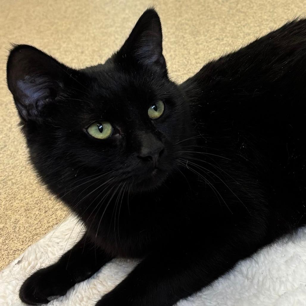 Enlarge Licorice, a Adoptable Domestic Short Hair in Naperville, IL image 3/6