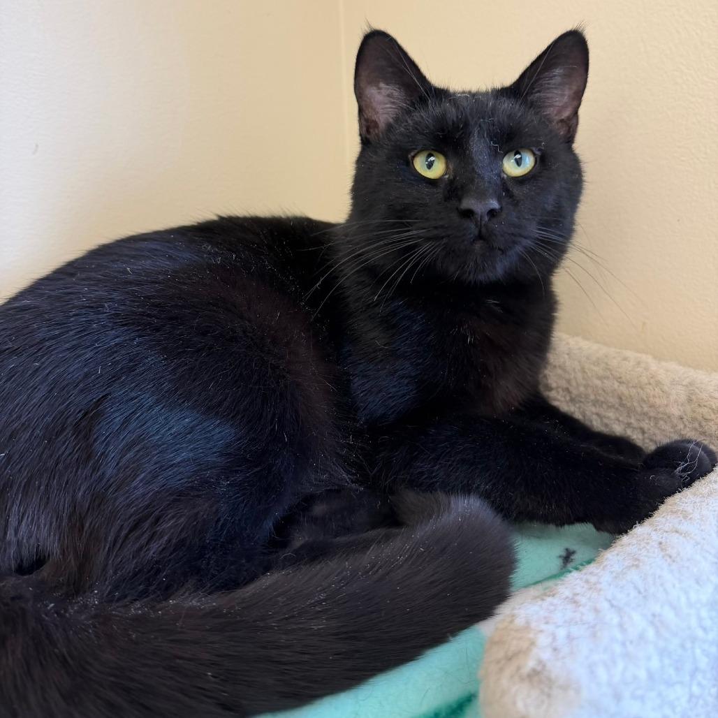 Enlarge Licorice, a Adoptable Domestic Short Hair in Naperville, IL image 4/6