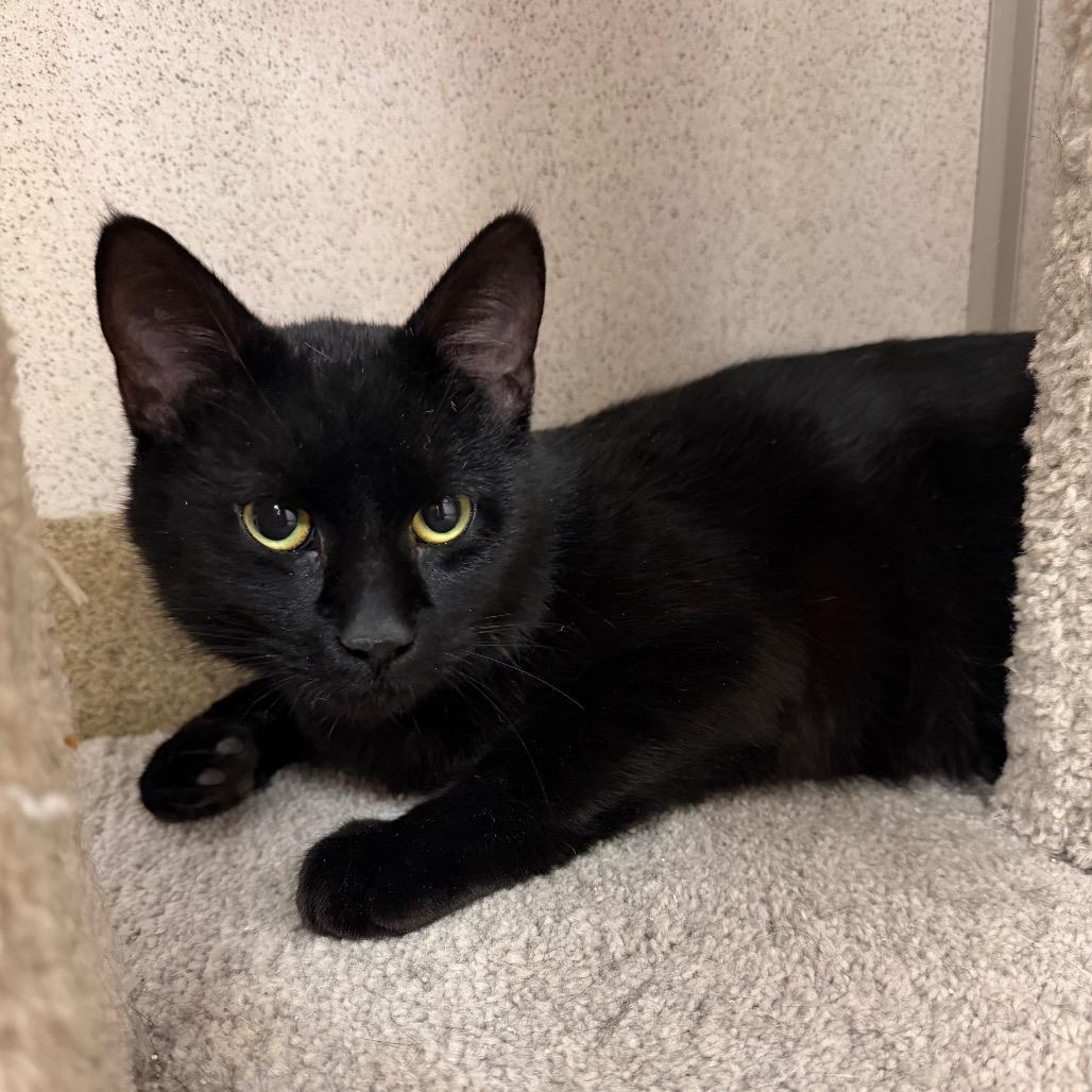 Enlarge Licorice, a Adoptable Domestic Short Hair in Naperville, IL image 5/6