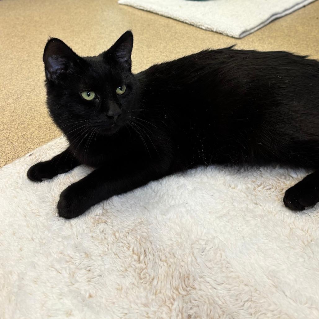 Enlarge Licorice, a Adoptable Domestic Short Hair in Naperville, IL image 6/6