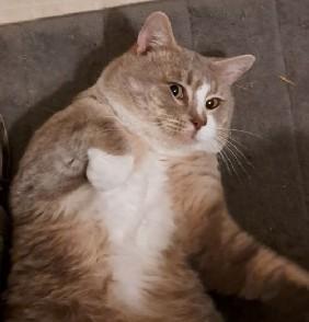 Enlarge Chunk, a Adopted American Shorthair in Yakima, WA image 1/2