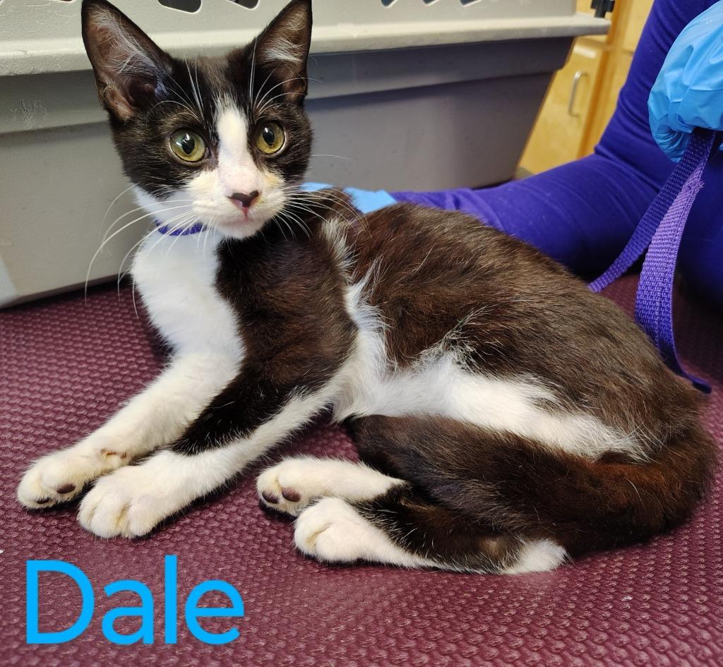 Dale, Adopted, Young Male Domestic Medium Hair.