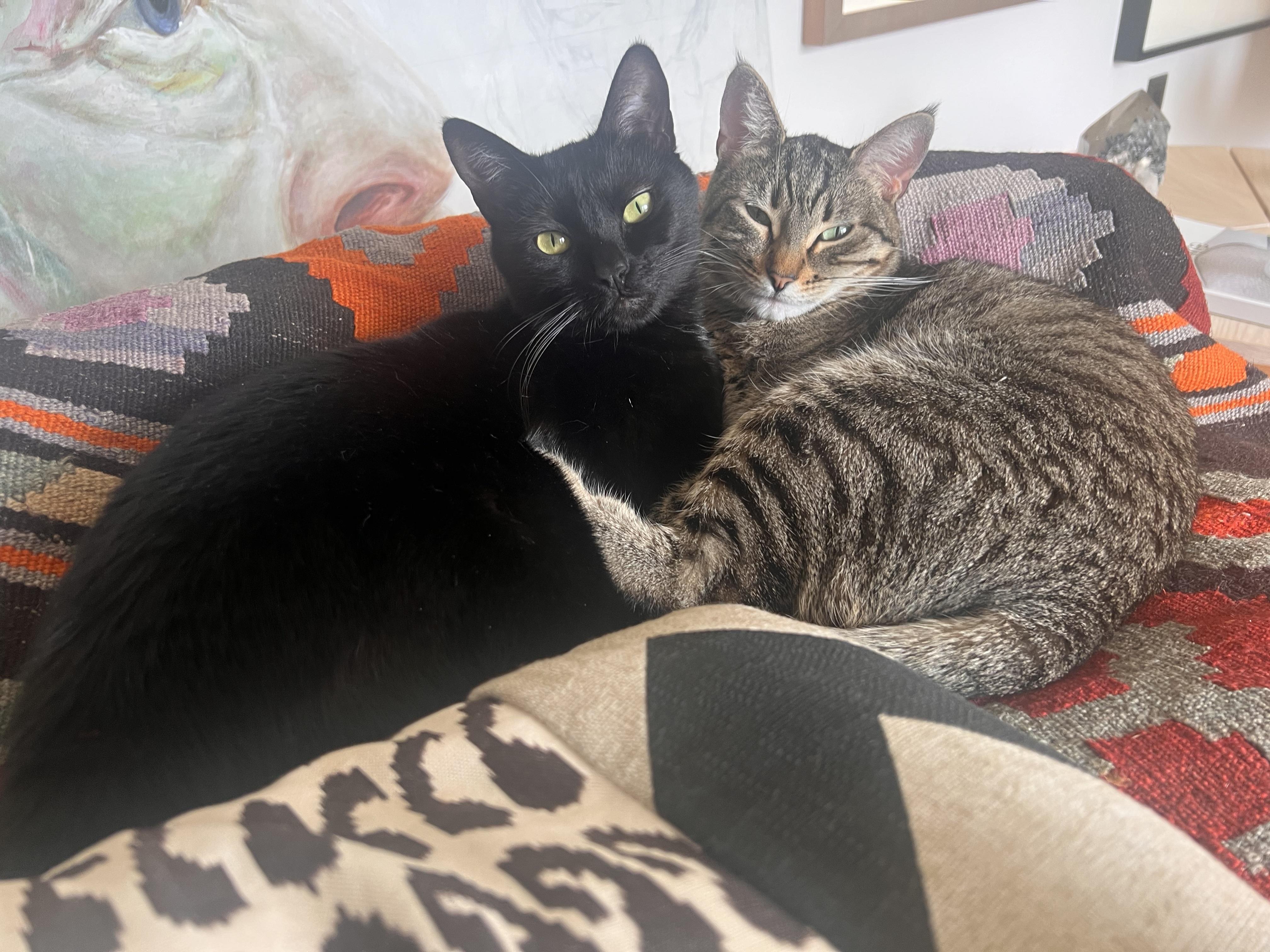 Caroline and Kylie, Adult Female Domestic Short Hair