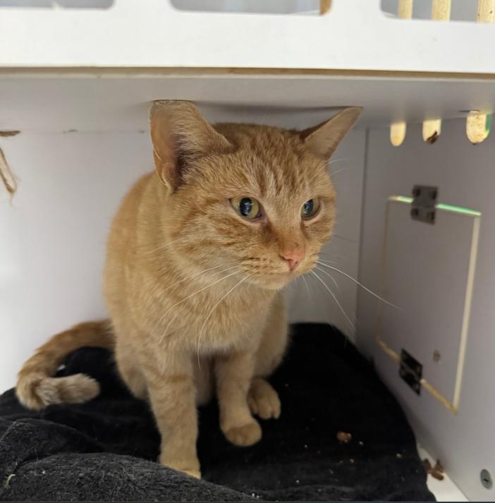 Enlarge Luca, an adopted Domestic Short Hair in Chicago, IL image 1/1