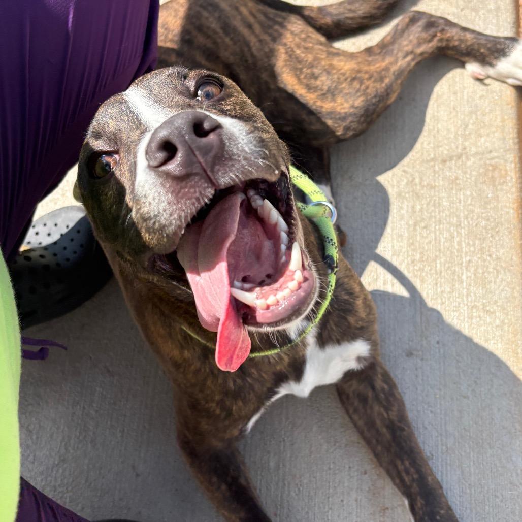 Dunkaroos, Adoptable, Young Female Hound & Labrador Retriever.
