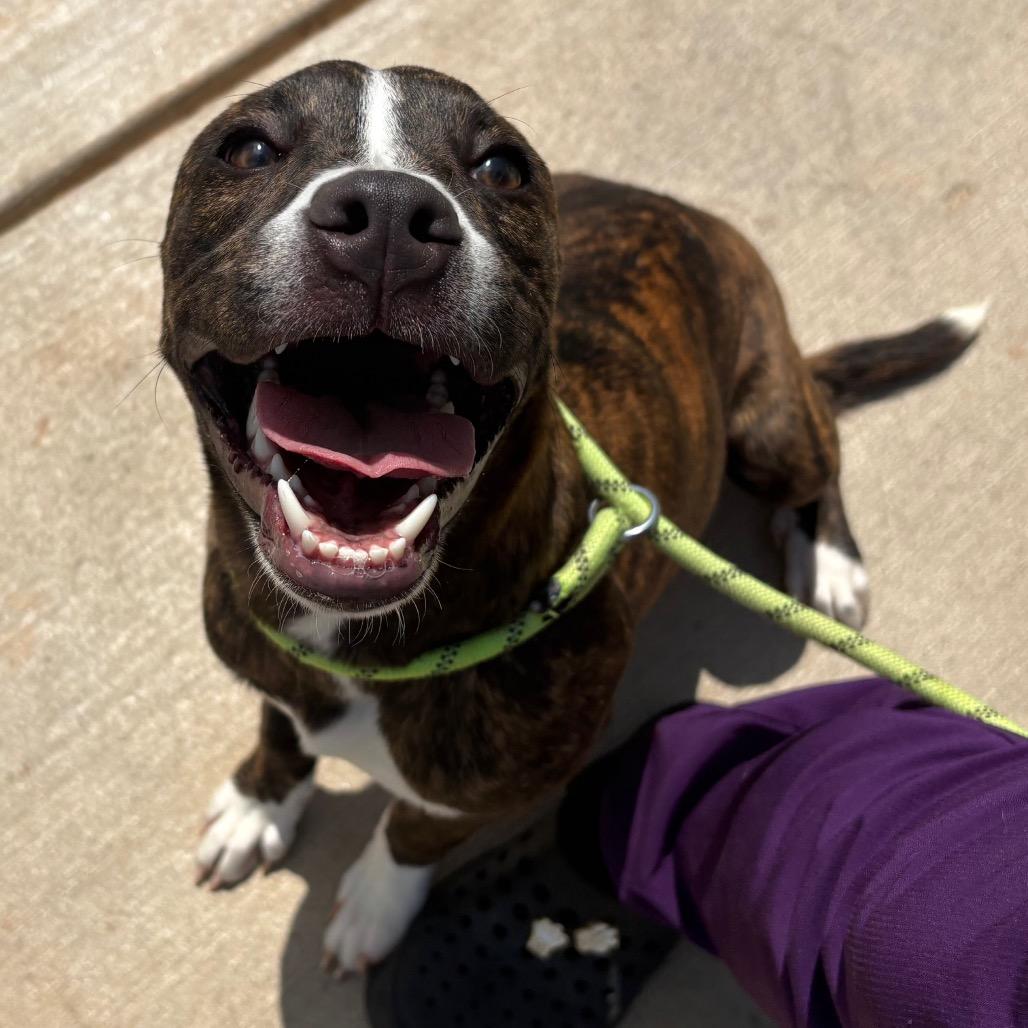 Dunkaroos, a Adoptable mixed breed in Morganton, NC image 2/6
