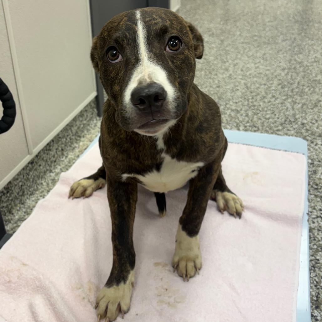 Dunkaroos, a Adoptable mixed breed in Morganton, NC image 3/6