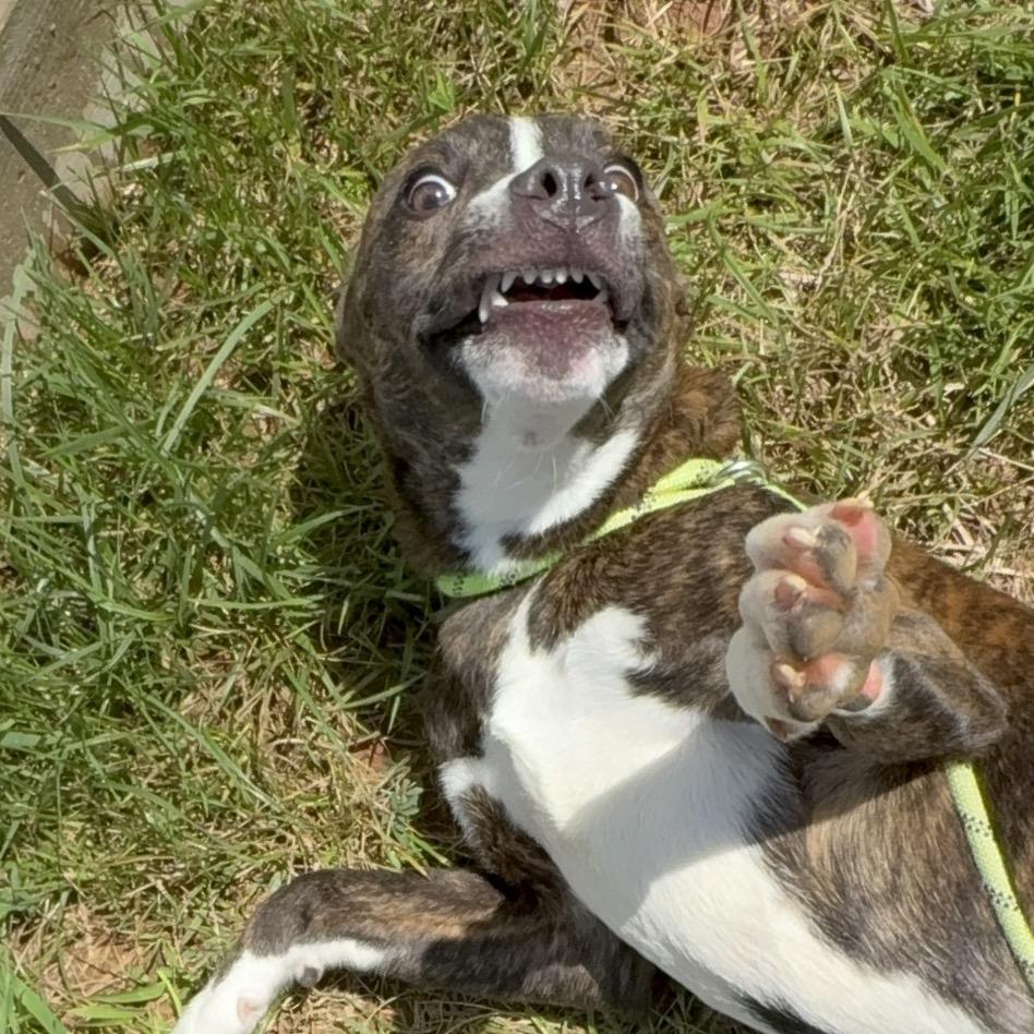 Dunkaroos, a Adoptable mixed breed in Morganton, NC image 6/6