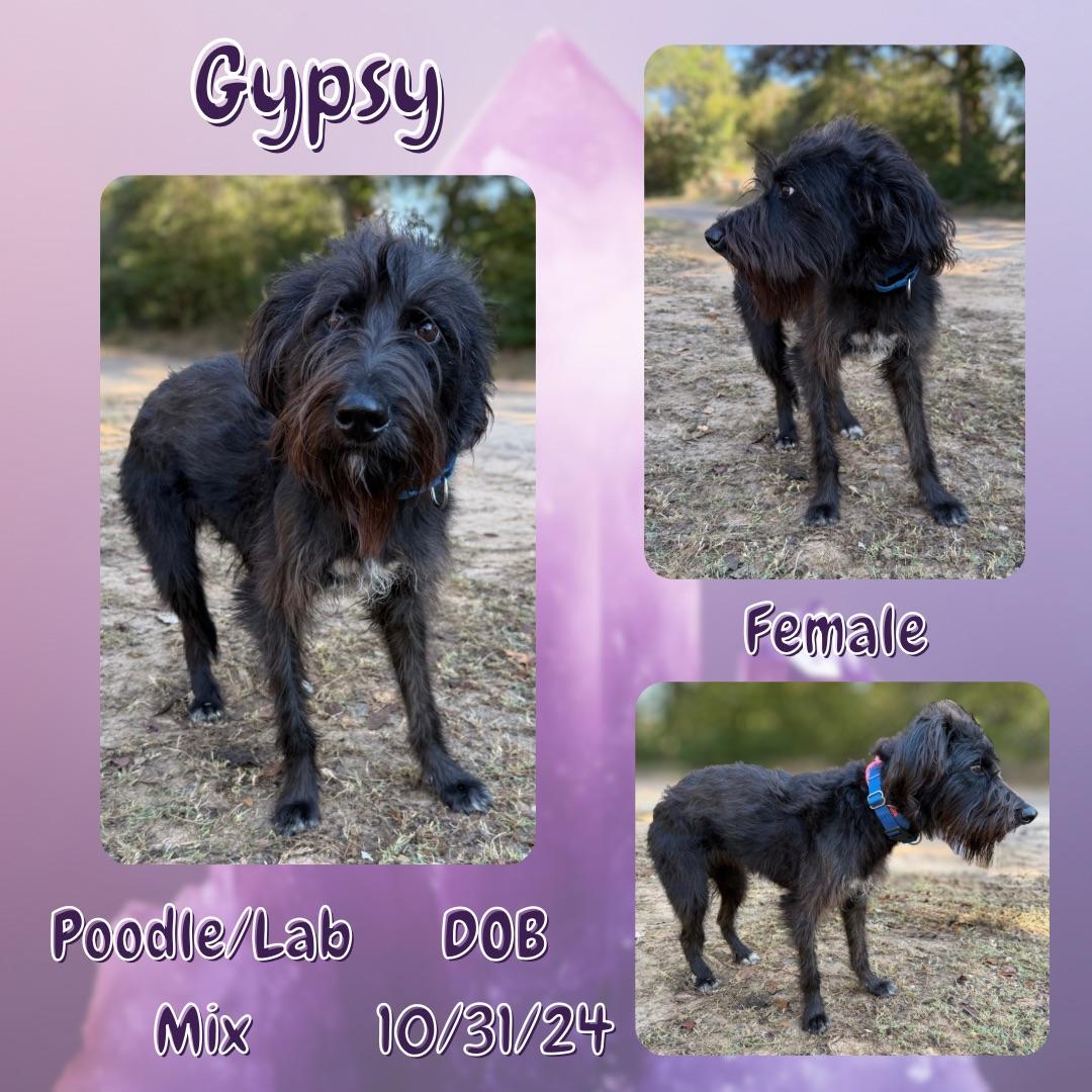 Gypsy, an adoptable Labradoodle in Caldwell, TX, 77836 | Photo Image 1