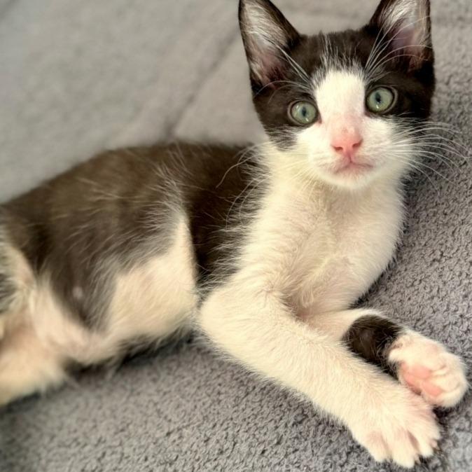 Rome, Adoptable, Kitten Male Domestic Short Hair.