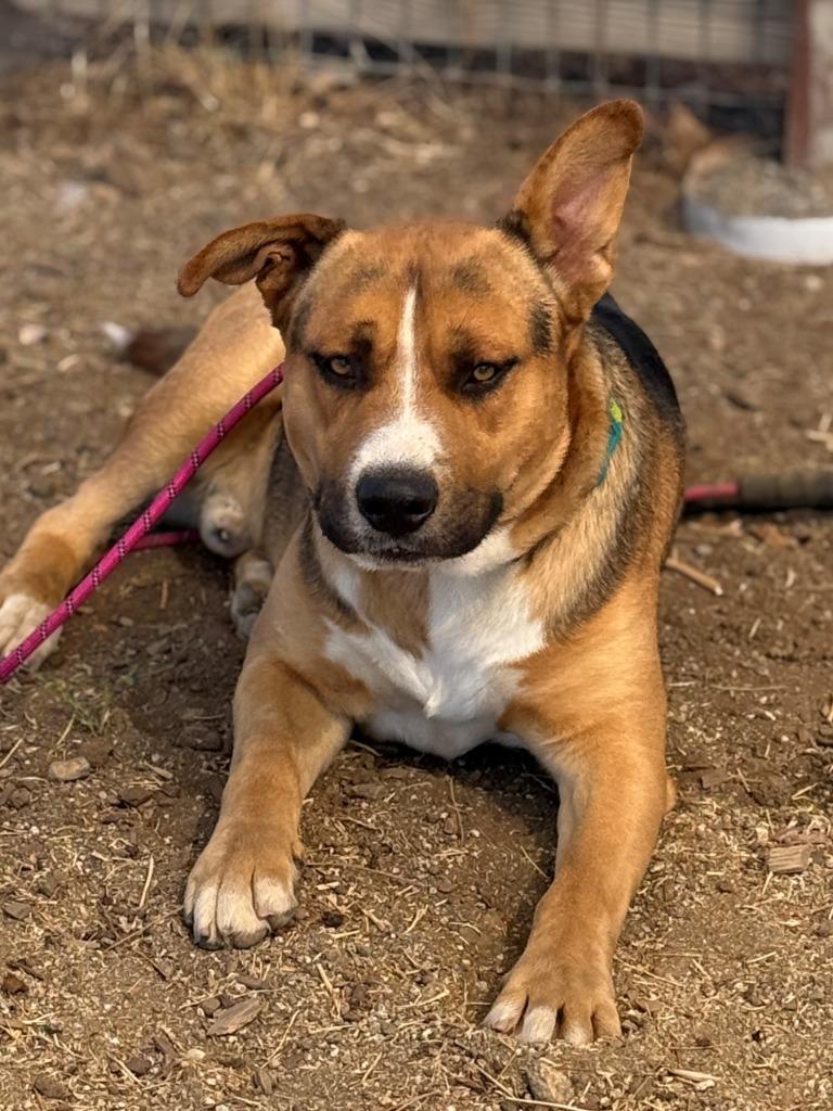 Enlarge Buster, a Adoptable mixed breed in Tehachapi, CA image 2/3