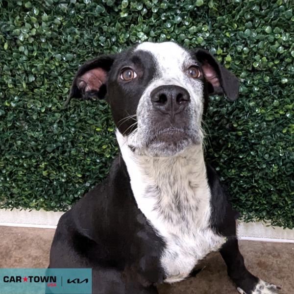 Enlarge John Waldo, a Adoptable mixed breed in Lexington, KY image 1/1