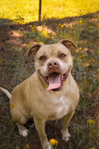 Petunia 24465, a Adoptable mixed breed in Aiken, SC image 3/6