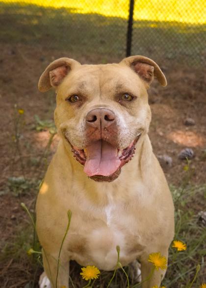 Petunia 24465, a Adoptable mixed breed in Aiken, SC image 5/6