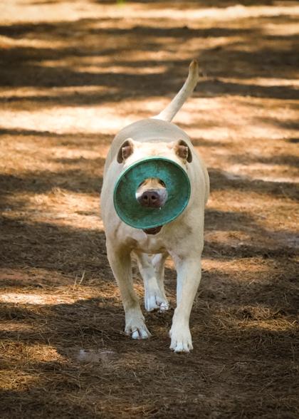 Petunia 24465, a Adoptable mixed breed in Aiken, SC image 6/6