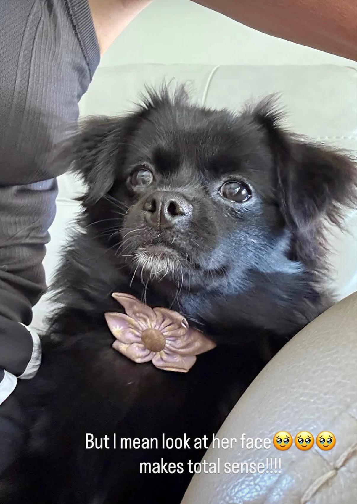 Rue, a ADOPTABLE mixed breed in Louisville, KY image 1/2