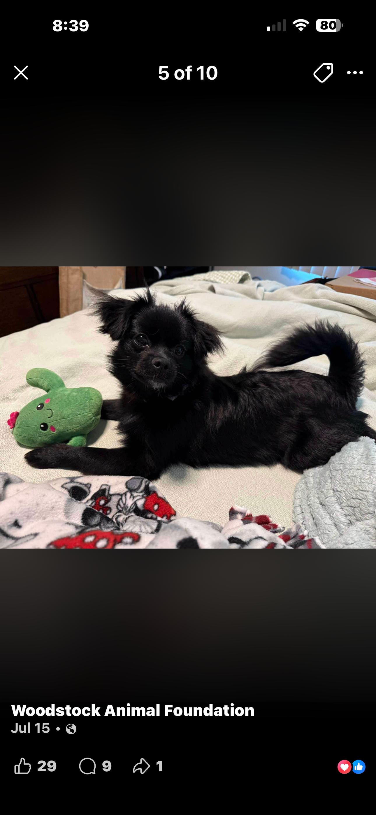Rue, a ADOPTABLE mixed breed in Louisville, KY image 2/2