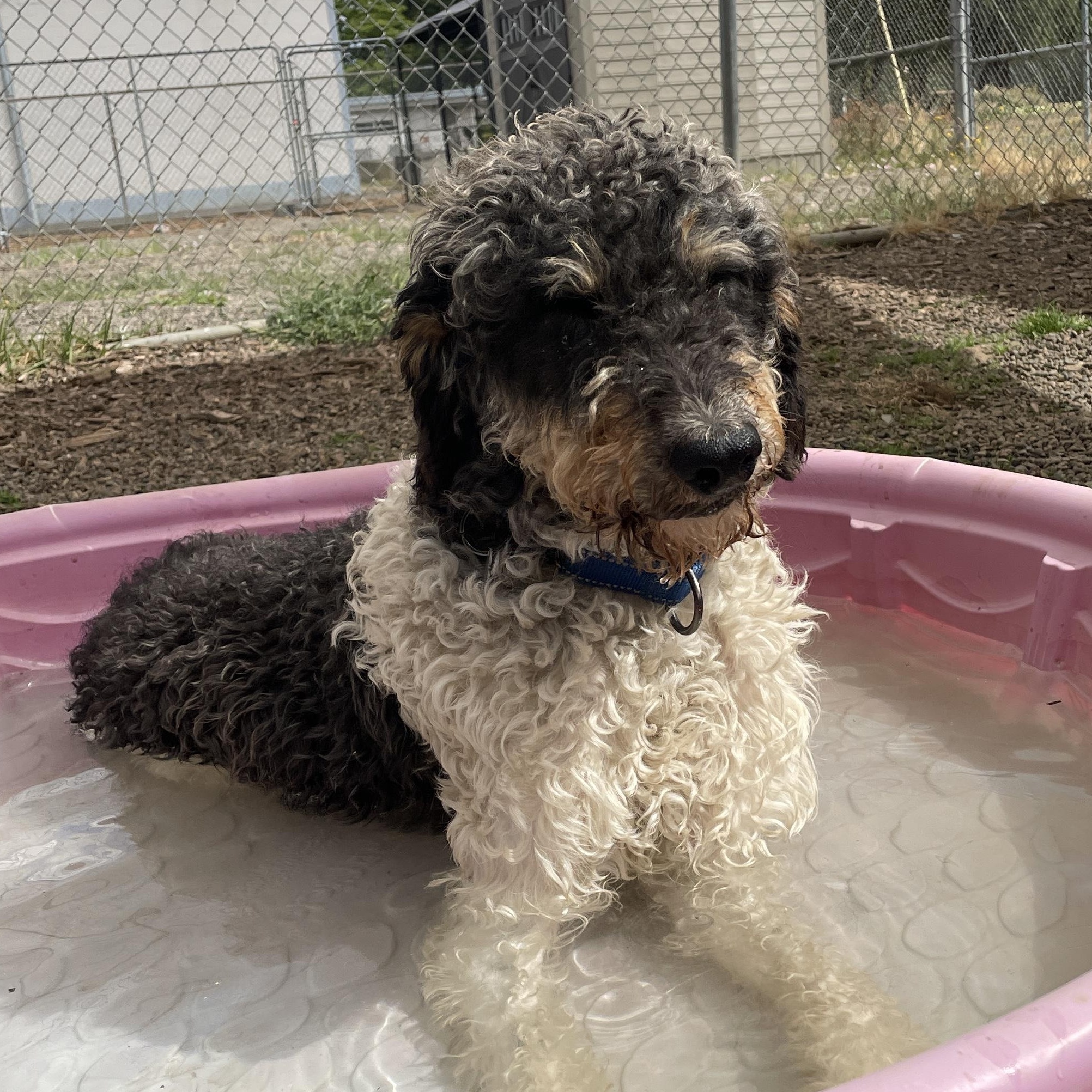 Enlarge Austin, an adoptable mixed breed in Lake Oswego, OR image 5/5