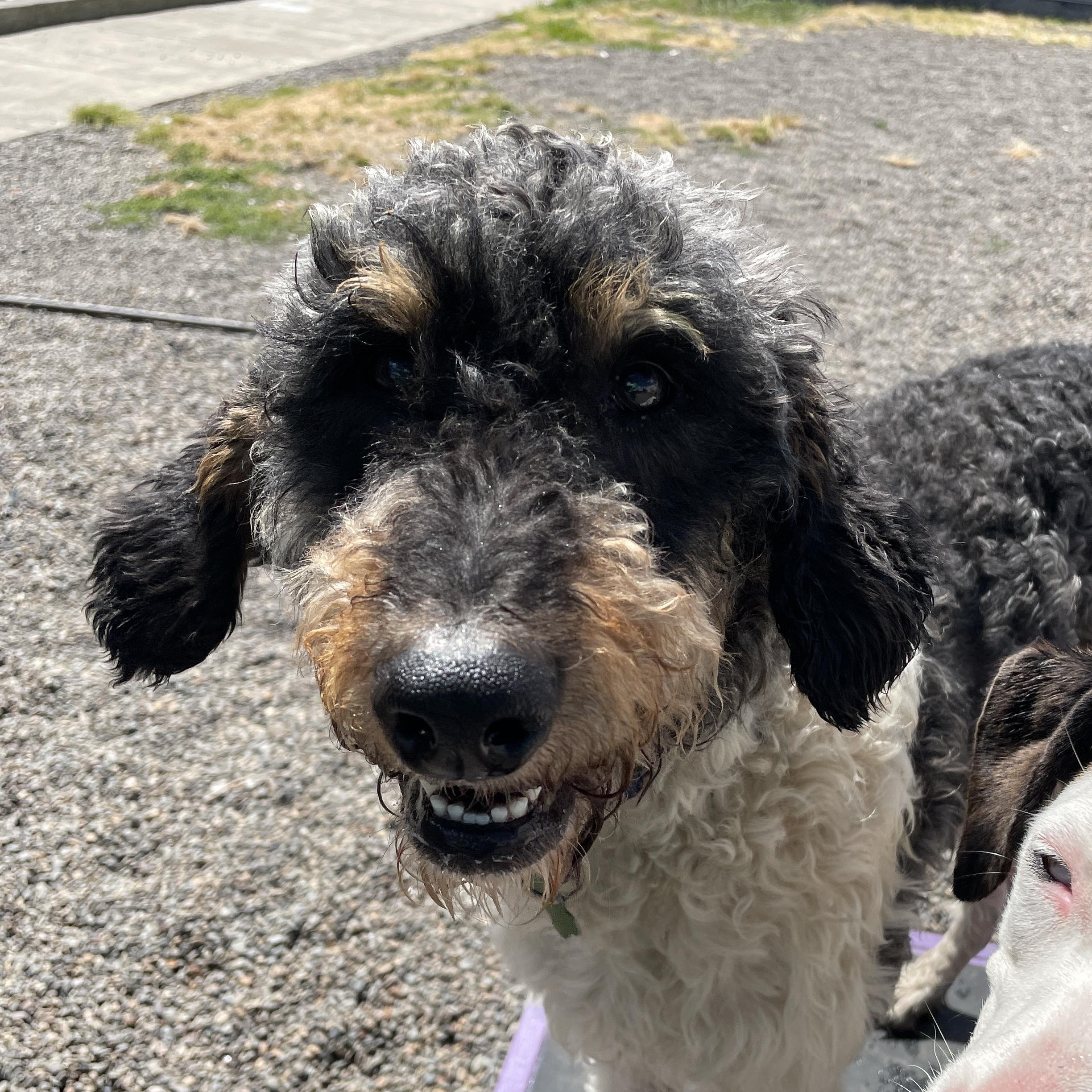 Austin, adoptable, Young Male Labradoodle & Sheepadoodle.