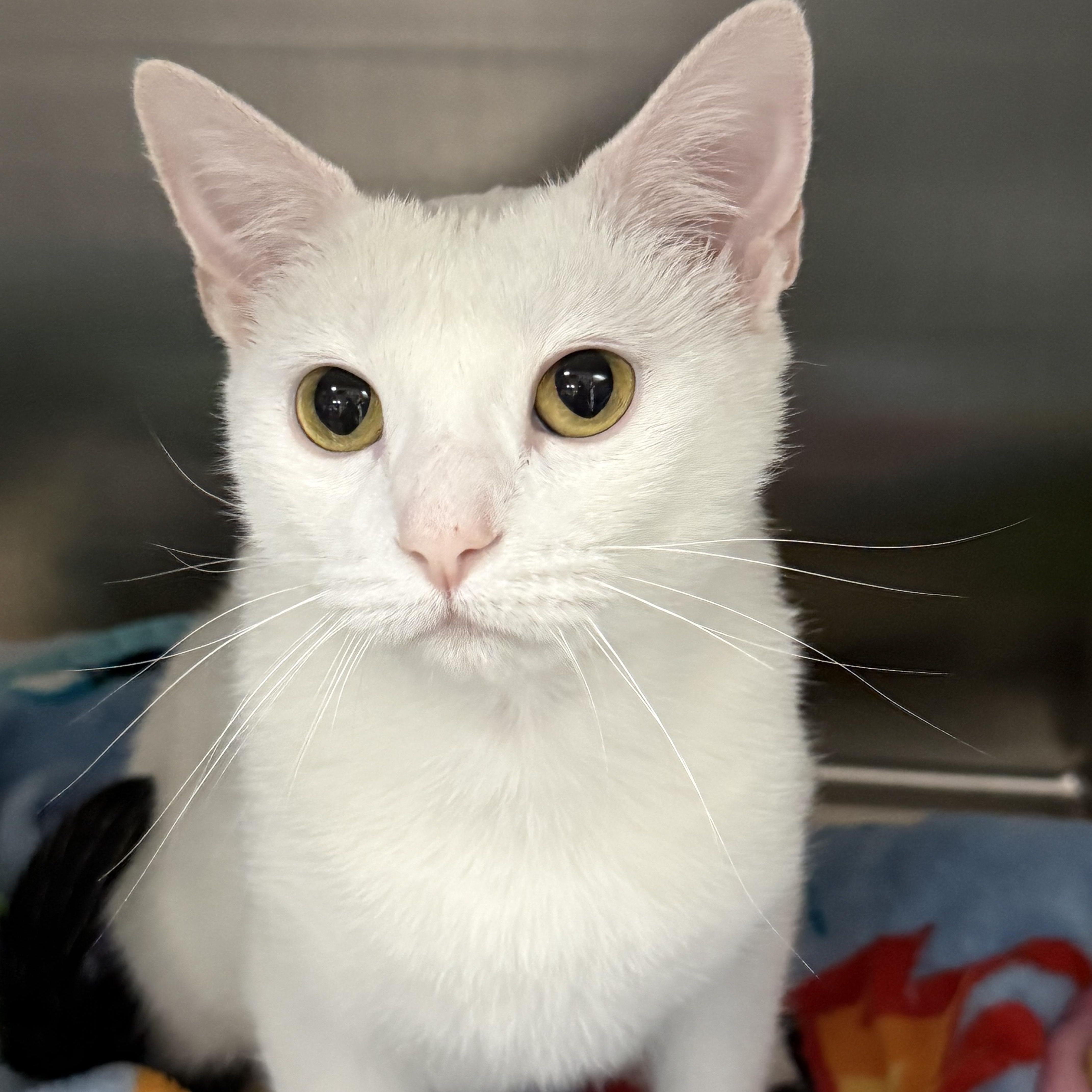 Fern, an adoptable Domestic Short Hair in Collierville, TN image 2/3