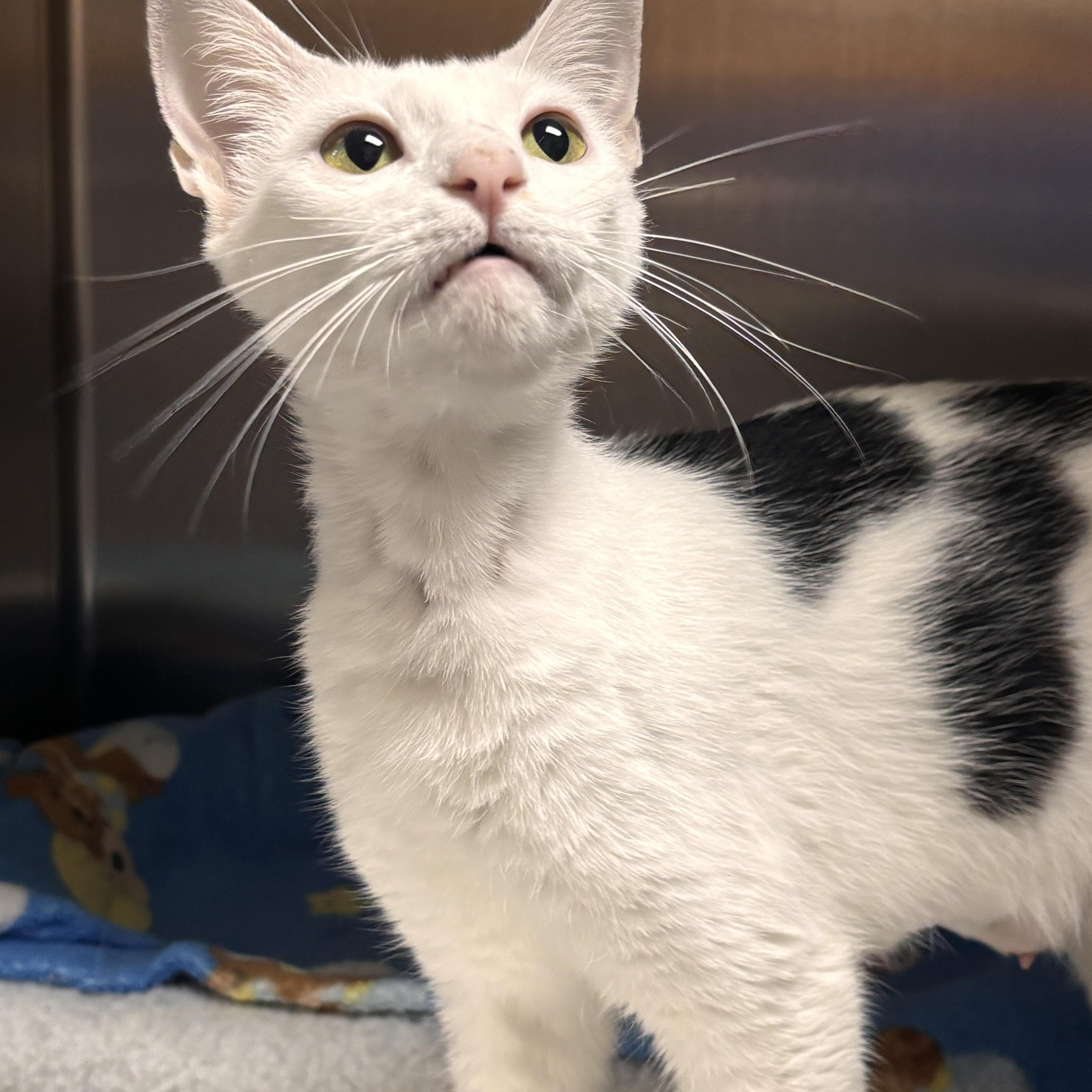 Enlarge Fern, an adoptable Domestic Short Hair in Collierville, TN image 3/5