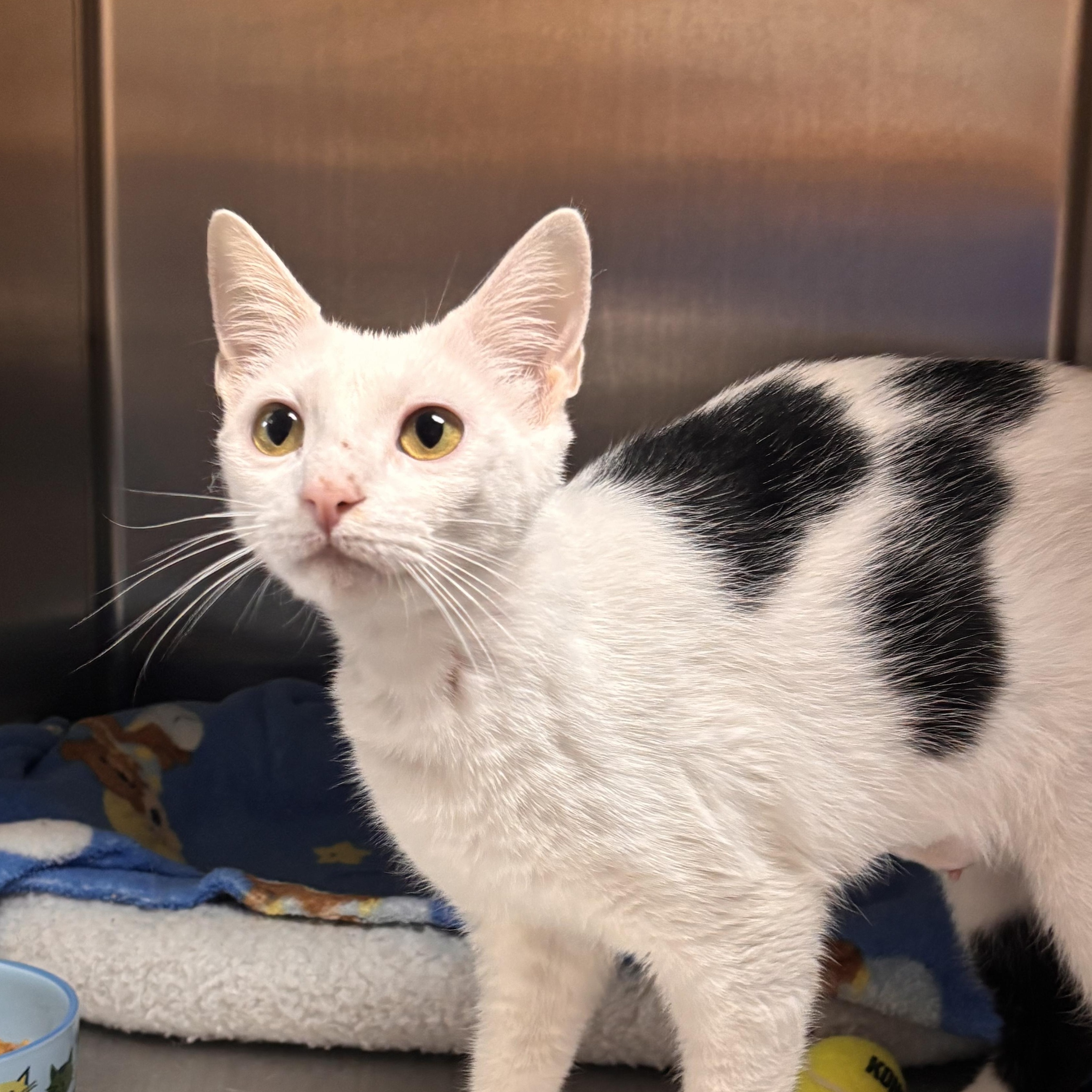 Enlarge Fern, an adoptable Domestic Short Hair in Collierville, TN image 4/5