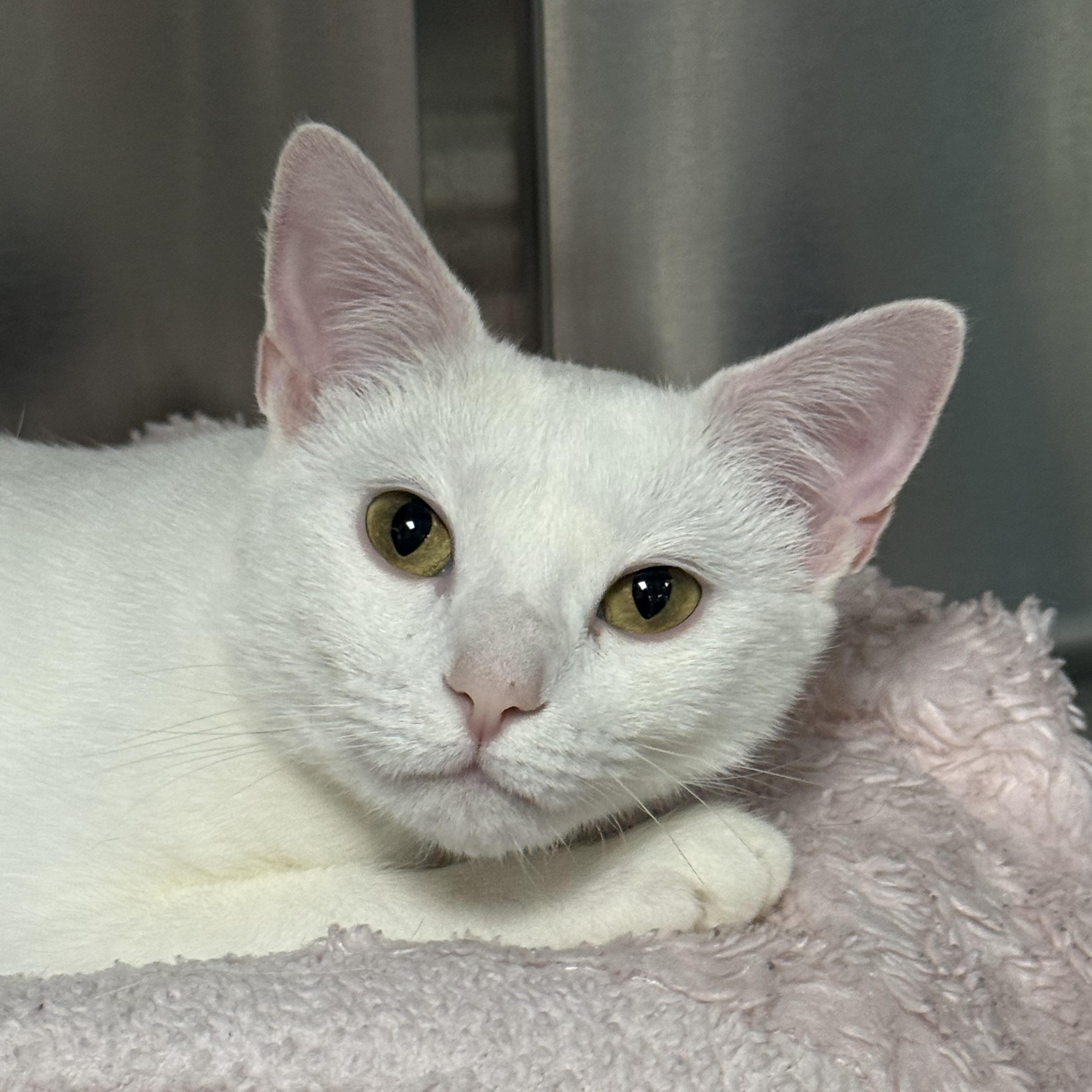 Fern, an adoptable Domestic Short Hair in Collierville, TN image 3/3