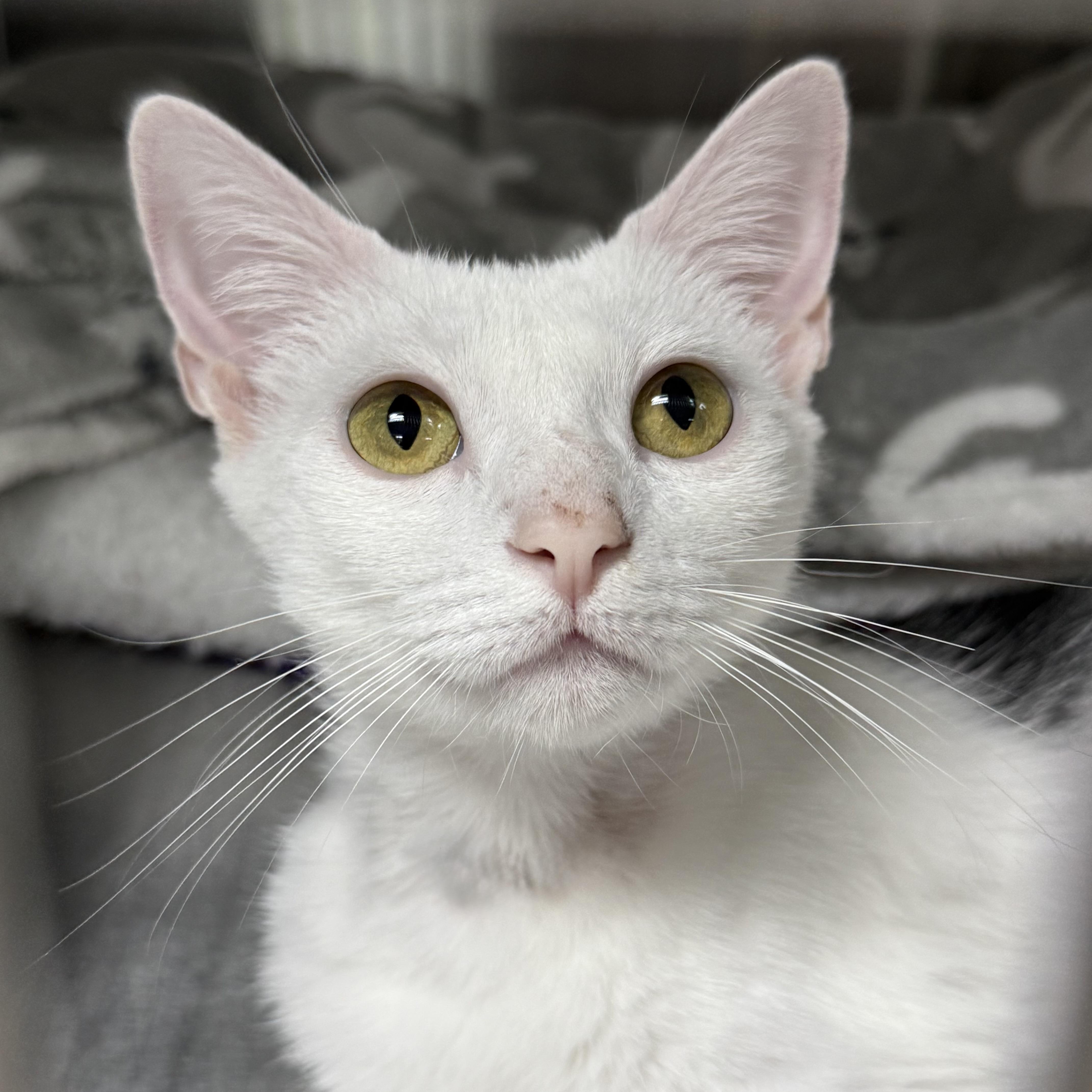 Enlarge Fern, an adoptable Domestic Short Hair in Collierville, TN image 2/5